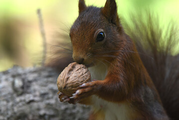 Naklejka na ściany i meble Nahaufnahme eines Eichhörnchen beim Fressen