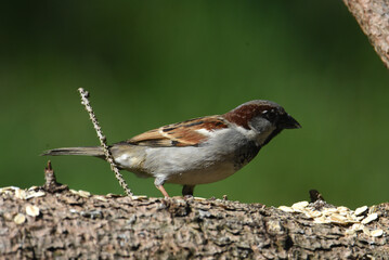 Spatz
