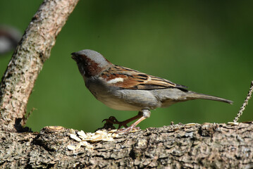 Spatz