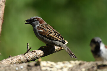 Spatz