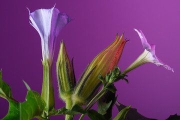 Fototapeta na wymiar purple datura flower on purple background, close-up, studio shot.