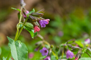 Pulmonaria officinalis, common names lungwort, common lungwort, Mary's tears or Our Lady's milk drops, is a herbaceous rhizomatous evergreen perennial plant of the genus Pulmonaria