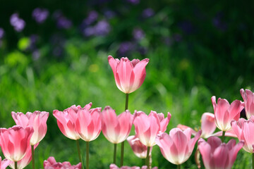Obraz na płótnie Canvas Tulip Flower Spring