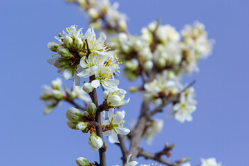 Prunus spinosa, called blackthorn or sloe, is a species of flowering plant in the rose family Rosaceae. Prunus spinosa, called blackthorn or sloe tree blooming in the springtime