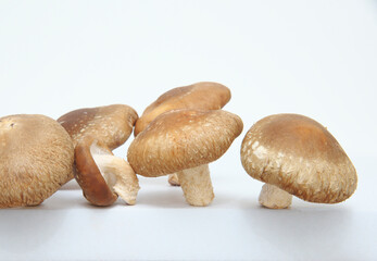 椎茸　白背景