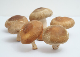 Fototapeta premium 椎茸 白バック