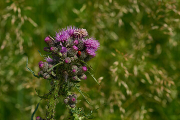 Blüte der Acker-Kratzdistel mit inskten	
