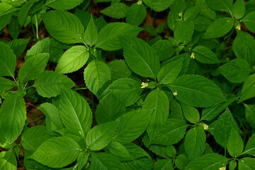 Kleines Springkraut (Impatiens parviflora)	