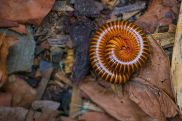 A coiled millipede can shaped roll into a ball on ground.