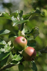 Hochformat: Zwei frische wachsende Äpfel in einem Apfelbaum