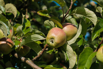 Heranwachsende Äpfel in einem Apfelbaum