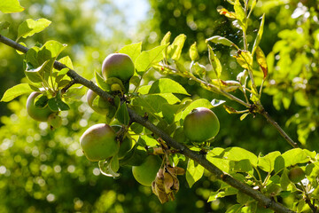 Frische grüne Äpfel wachsen im Gegenlicht in einem Apfelbaum mit hellgrünen Blättern