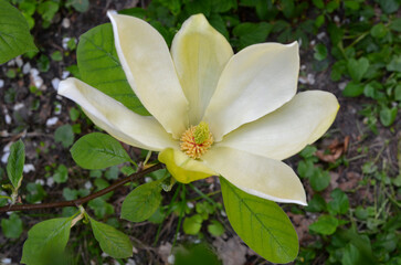 Fototapeta na wymiar Flowering yellow magnolia 'Elizabeth' with fresh green leaves in the garden in springtime. Close up photo. Gardening magnolia tree or landscaping concept