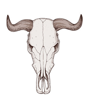 Buffalo Skull. Hand drawn illustration. Wild west print. Vector illustration. Tattoo vintage print. Buffalo Skull T-shirt design.