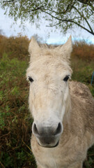 Obraz premium Close up of a beautiful white horse head with fur with vegetation in background