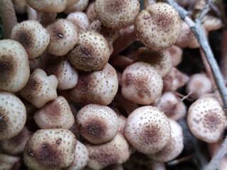 Mushrooms have grown on the old trunk. On the trunk of girlish grapes, a whole family of light brown Siberian honey agaric mushrooms appeared. They grow together in large colonies of different sizes.