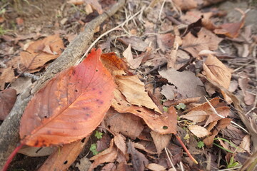 Fototapeta premium 落ち葉