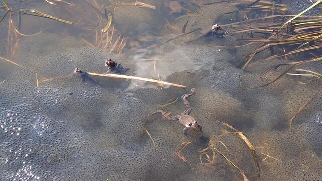 Common frog spawns in the pond. Swamp with frogs and caviar in spring,