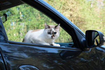 Blue eyes white cat look out of car window. Travel aesthetics