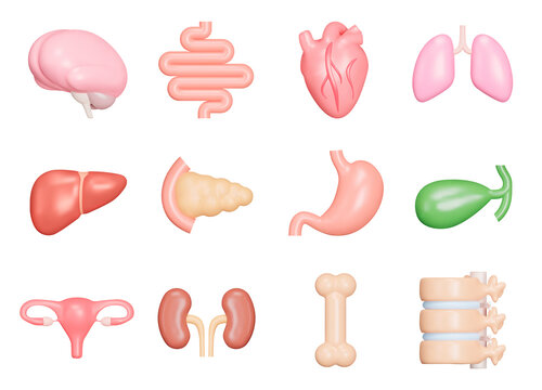 Human internal organs icon set. Anatomy. Nervous, circulatory, digestive, excretory, urinary,and bone systems. Isolated 3d icons, objects on a transparent background