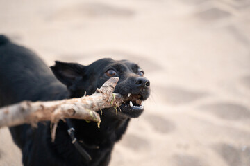small black dog biting a wooden stick with energy on the sand of the beach
