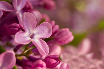 Macro photo of spring flowers of blooming lilac, abstract soft floral background