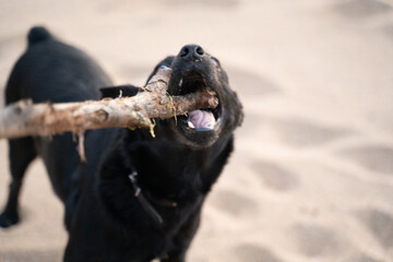 small black dog biting a wooden stick with energy on the sand of the beach