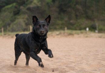 small black dog running on the sand in the beach towards the camera - Powered by Adobe