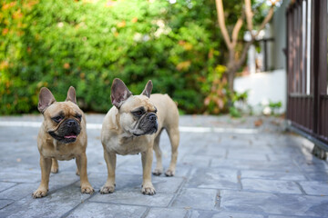French bulldog standing in garden at dusk. Two French bulldog looking away outdoor.