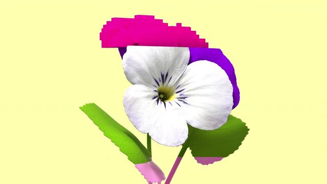3d glitch of flower viola. Seamless looped. NFT concept. 3D animation. 4k.