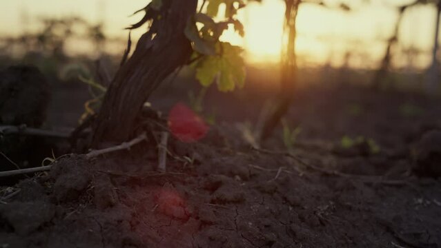 Dry grapevine growing soil at sunset close up. Large vine in plowed ground.