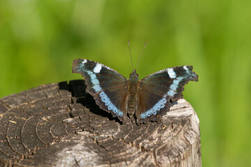 ルリタテハ！
翅を閉じていると完全に樹に同化してしまうくらい地味なのですが、翅を開いたときは綺麗です。
なかなか翅を開いてくれなのですが…