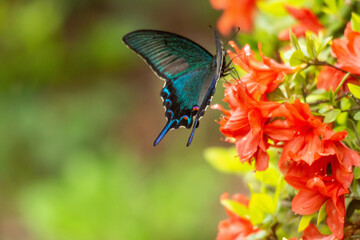 カラスアゲハ！

カラスアゲハがツツジの花に来ていました。
翅が綺麗です！