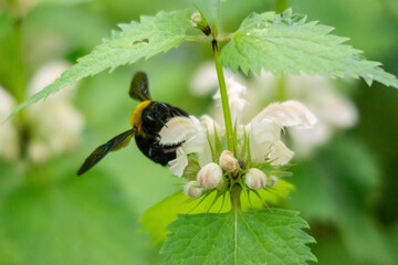 オドリコソウにクマバチ！

小さなオドリコソウの花に、ハチとしては大き目なクマバチが吸蜜に来ていました！