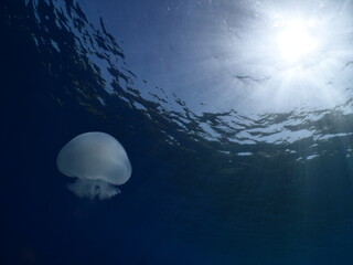 jellyfish scenery with tentacles underwater moving slow and close sun beams and sun rays ocean scenery  mediterranean
