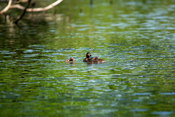 カイツブリの親子！

今年の一番子は卵4個を産んで3羽が孵りました。
二番子の準備が始まるまでは、母親、父親で協力して子供の面倒を見ます。