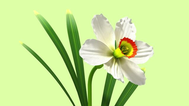 3d glitch of flower narcissus. Seamless looped. NFT concept. 3D animation. 4k.