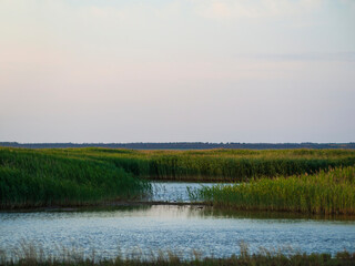 The sea meets the river on a beautiful quiet morning in a swampy wetland with green reeds landscape