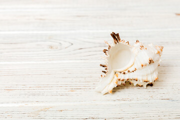 Beach seashells on colored background. Mock up with copy space