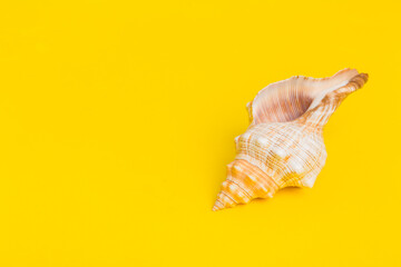 Fototapeta na wymiar Beach seashells on colored background. Mock up with copy space