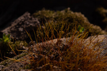 moss on the rock