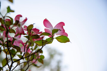 Obraz premium 空を押し上げるピンク