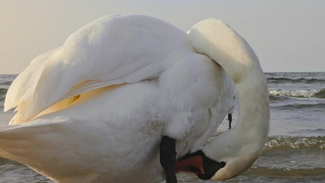 Close-up of beautiful white swan in the sea and brushing its feathers at bright golden sunset.
