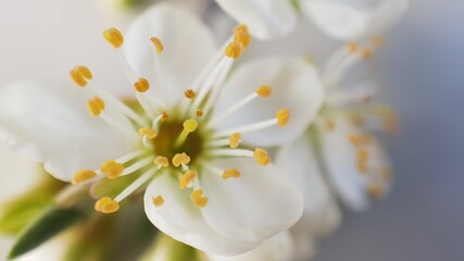Obraz premium Close up view of blooming white tender wild plum flowers with soft focus on a smooth gentle blue background