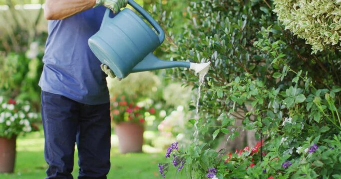 Video of focused biracial senior man watering plants in garden