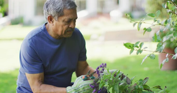 Video of focused biracial senior man taking care of plants in garden