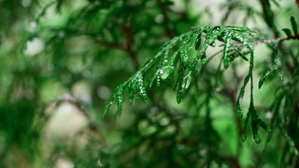 raindrops hang on branches and leaves of trees. nature after the rain.