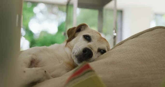 Video of mixed breed dog lying on sofa at home