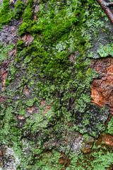 tree bark close-up. tree structure. old tree with peeling bark covered with moss.