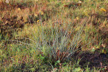 grass in the wind